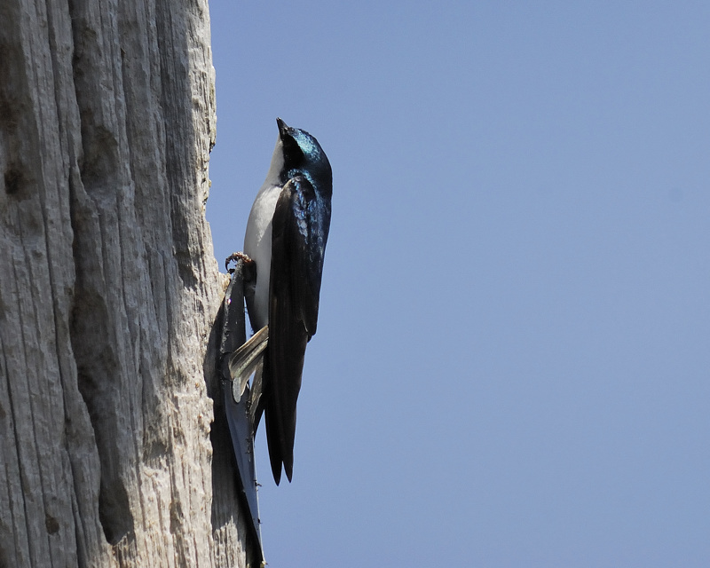 tree swallow BRD6264.jpg