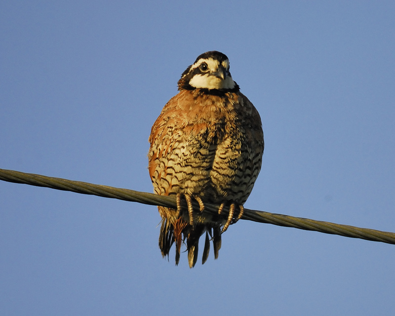northern bobwhite BRD8307.jpg