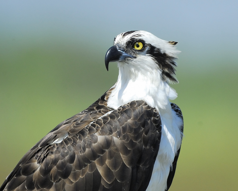 osprey BRD0218.jpg