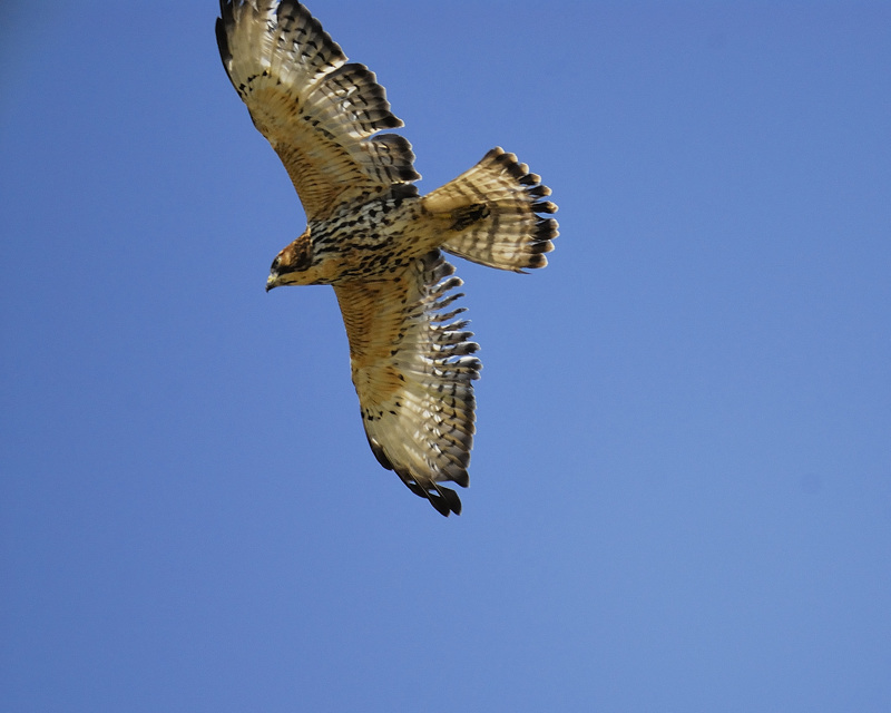 broad-winged hawk BRD0530.jpg