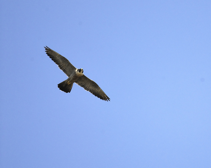 peregrine falcon BRD0841.jpg