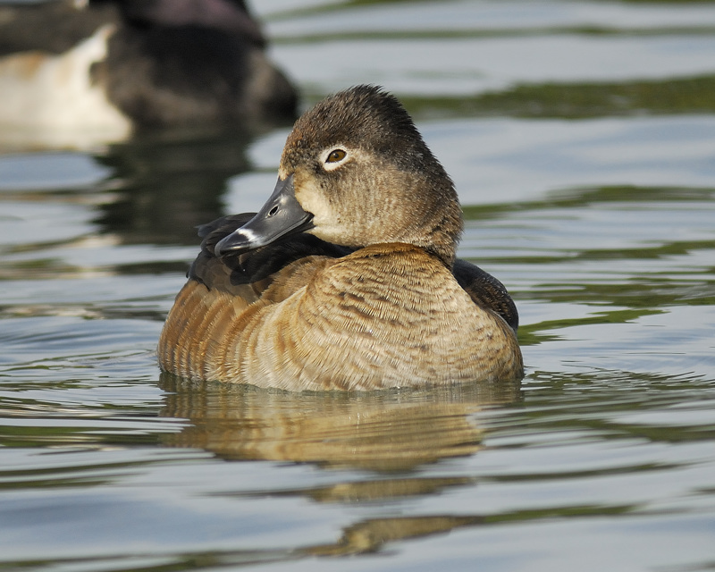 ring-necked duck BRD3446.jpg