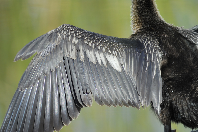 anhinga BRD3638.jpg