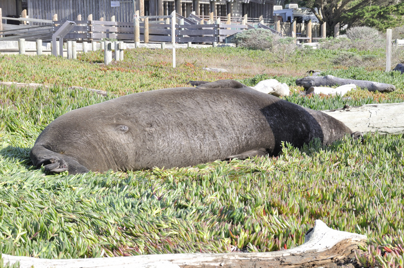 elephant seal DSC3387.jpg