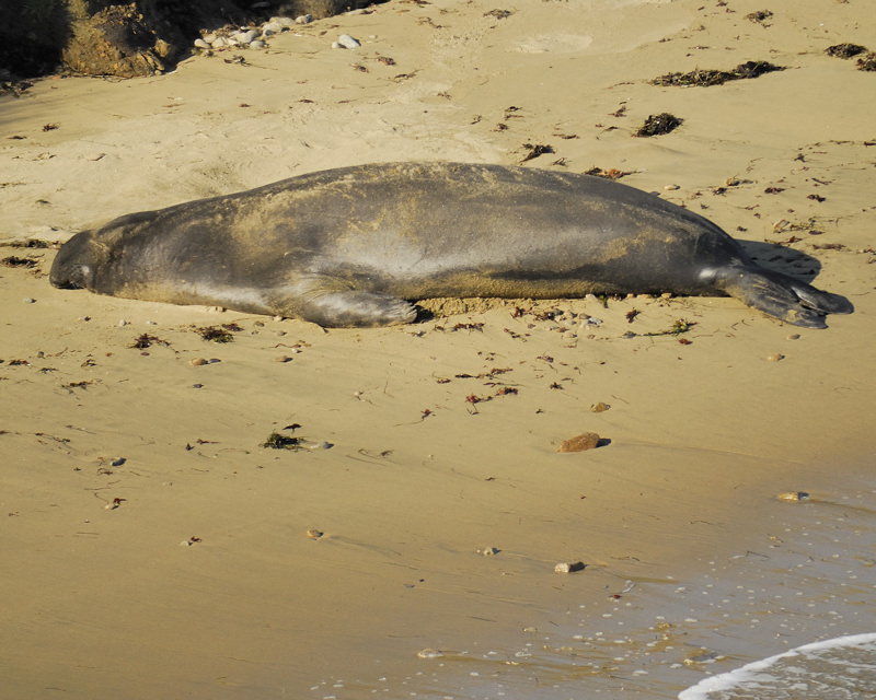 elephant seal BRD4817.jpg