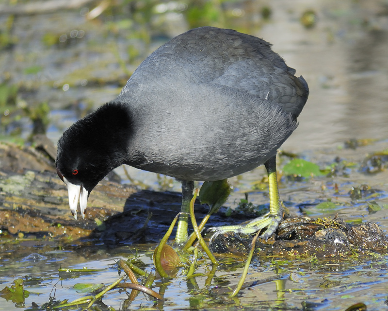 american coot BRD7102.jpg