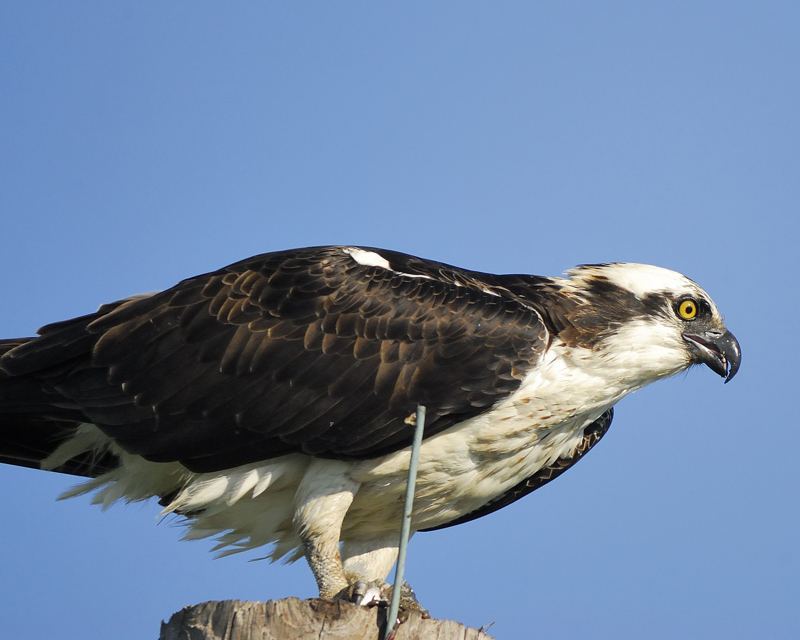 osprey BRD0379.jpg