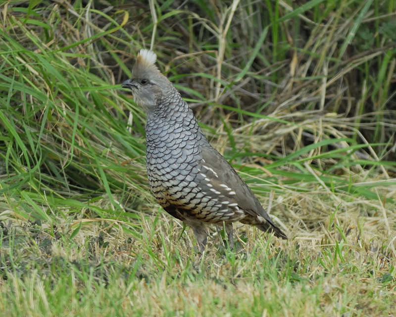 scaled quail BRD1835.jpg