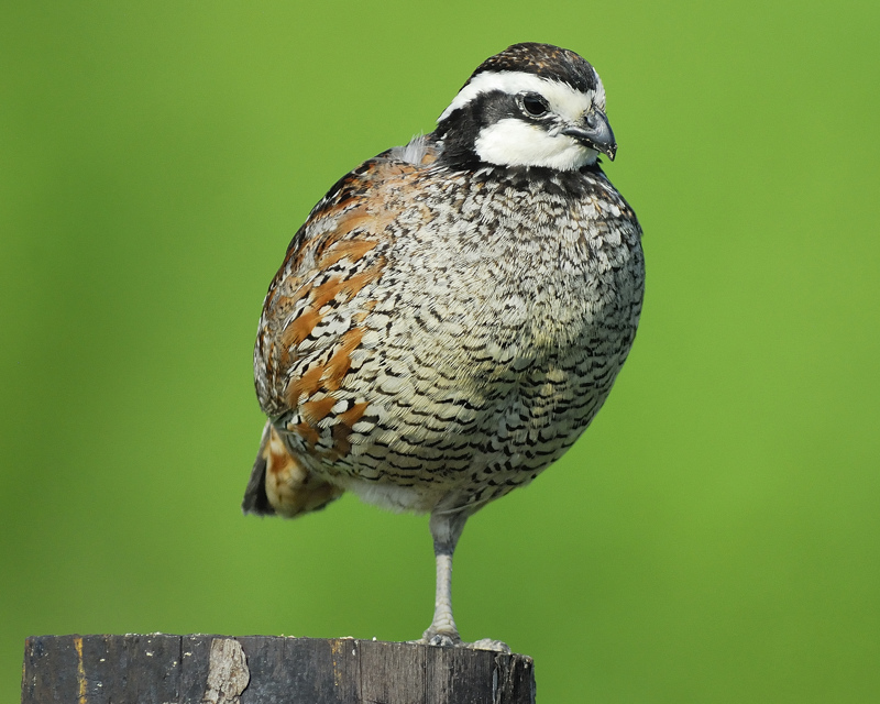 northern bobwhite BRD2348.jpg