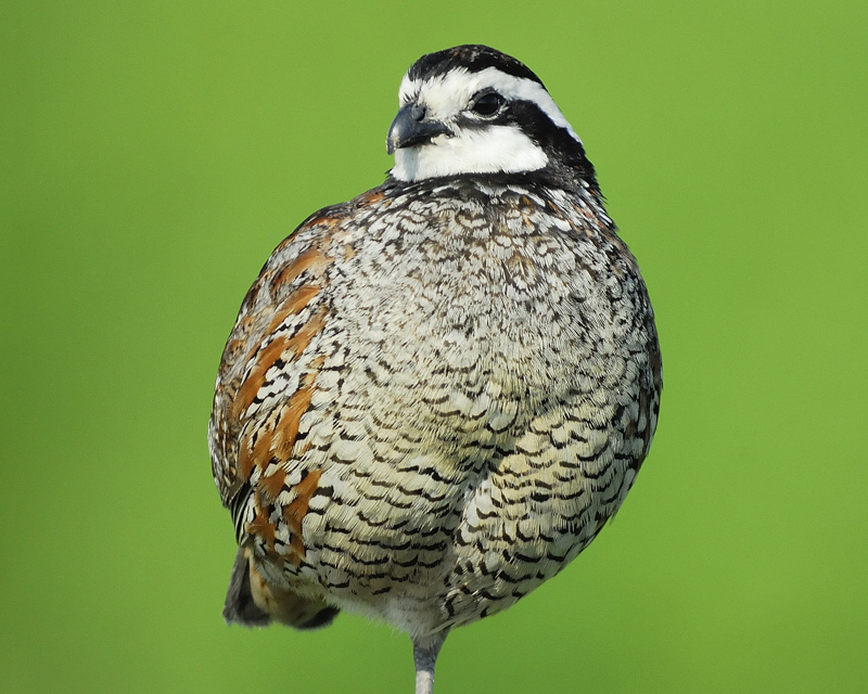 northern bobwhite BRD2345.jpg