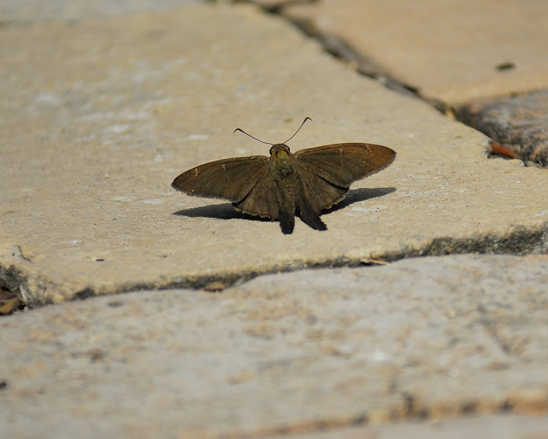 skipper BRD1260.jpg