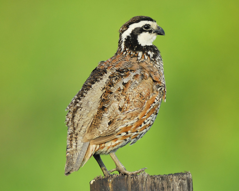 northern bobwhite BRD3447.JPG