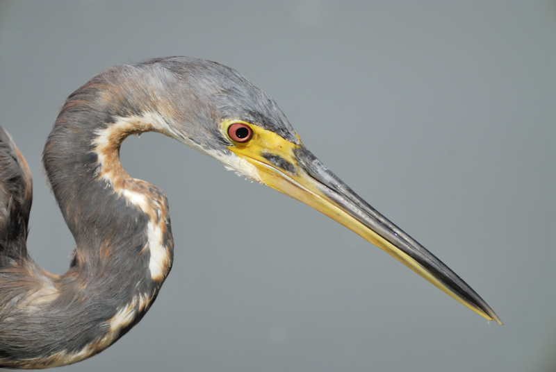 tricolored heron BRD3627.JPG