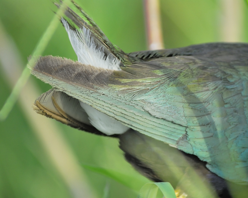 purple gallinule BRD3984.JPG