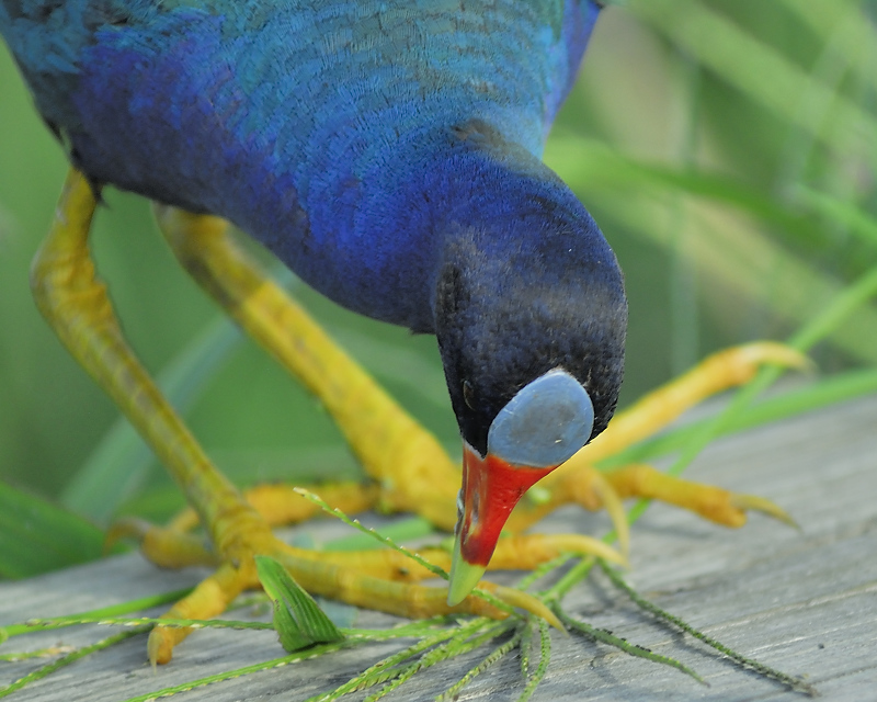 purple gallinule BRD3970.JPG