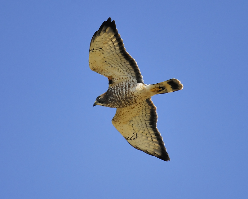 broad-winged hawk BRD6750.JPG