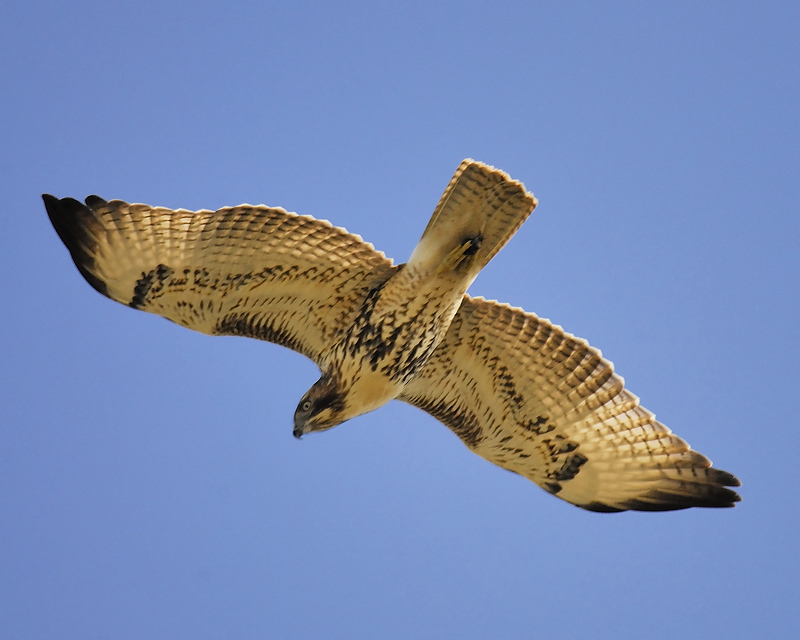 red-tailed hawk BRD6579.JPG