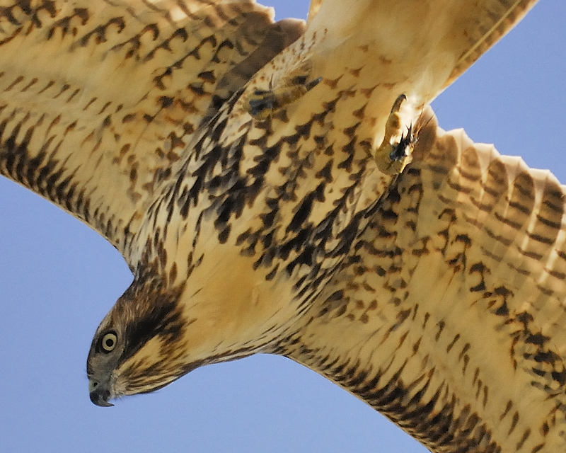 red-tailed hawk BRD6571a.JPG