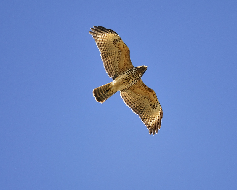 red-shouldered hawk BRD7104.JPG