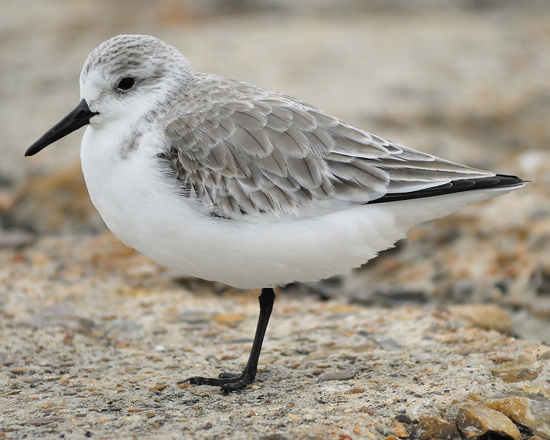 sanderling BRD0170.JPG
