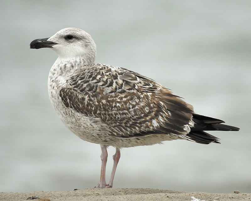 great black-backed gull BRD0123.JPG