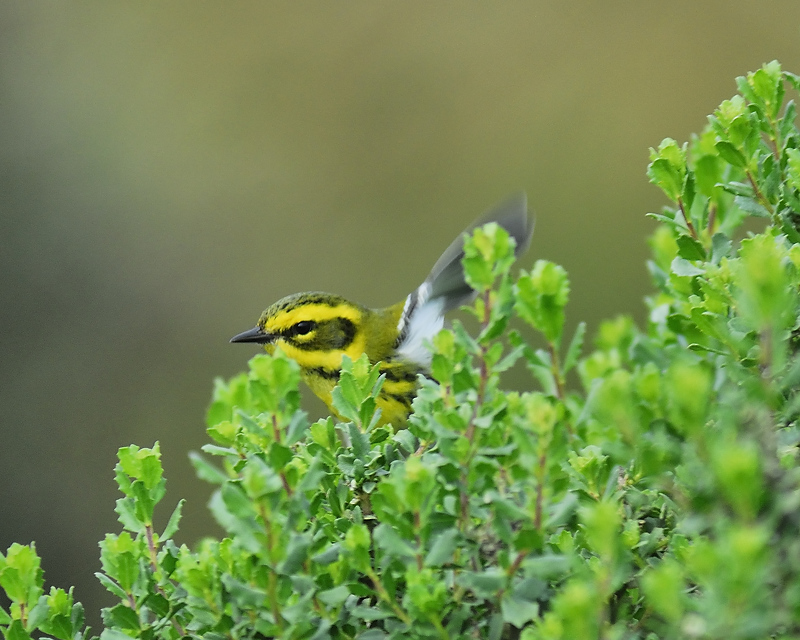 townsends warbler BRD0722.JPG