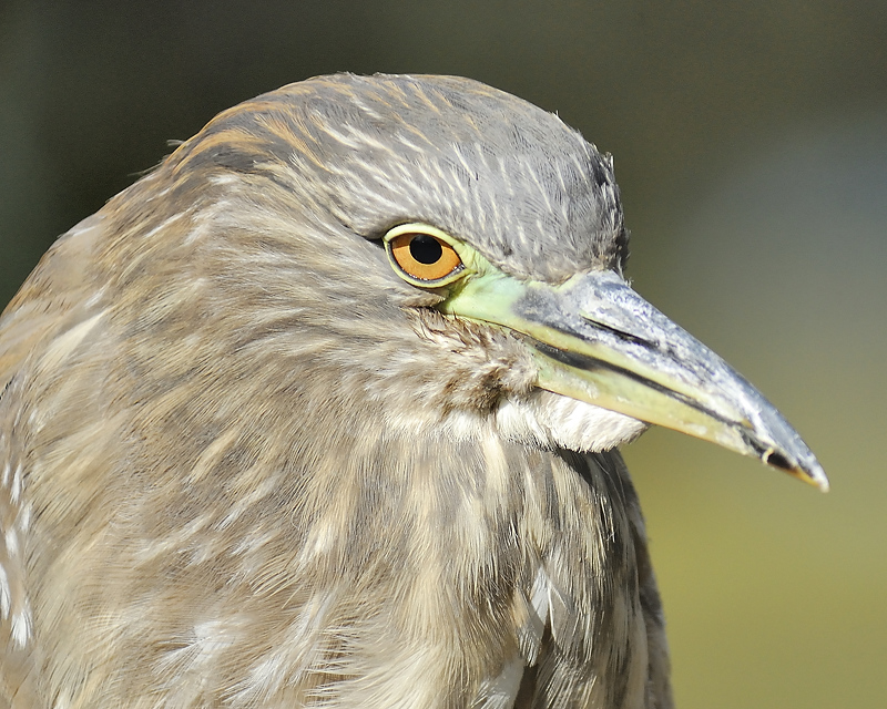 black-crowned night heron BRD1010.JPG