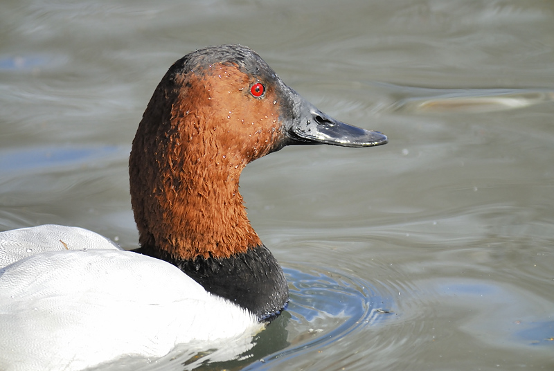 canvasback BRD0997.JPG
