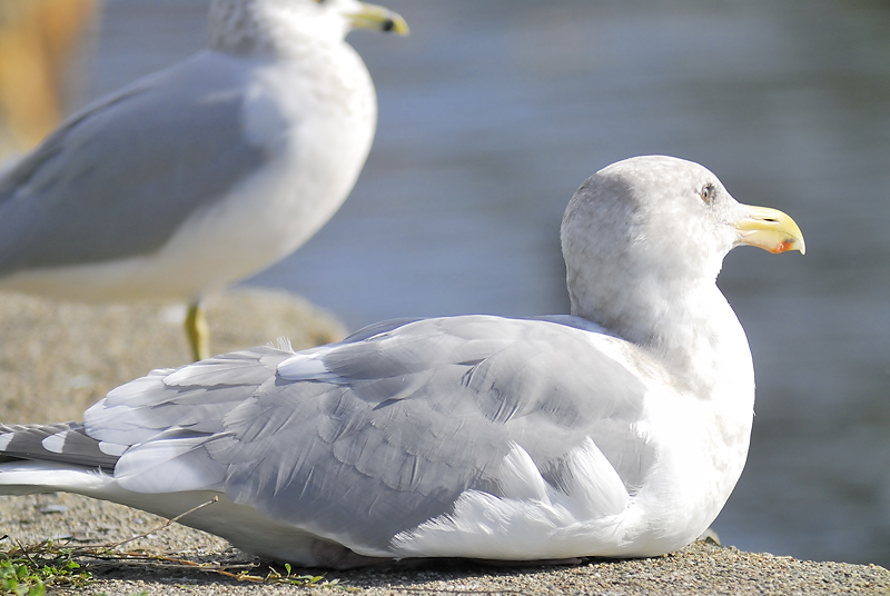 glaucous-winged gull BRD1021.JPG