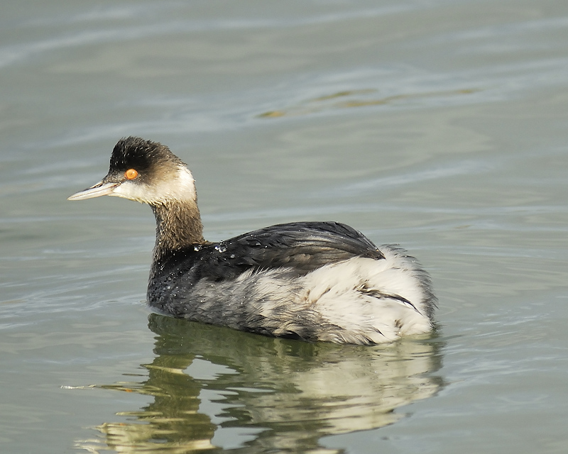 eared grebe BRD1333.JPG