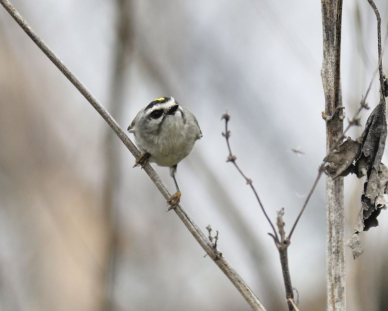 golden-crowned kinglet BRD2370.JPG