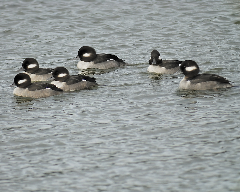 bufflehead BRD1425.JPG