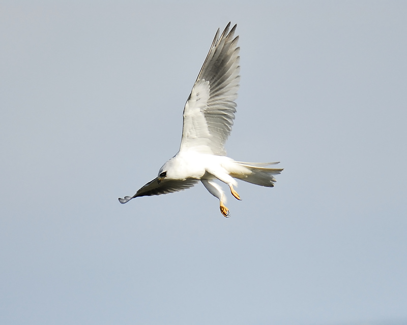 white-tailed kite BRD1658.JPG