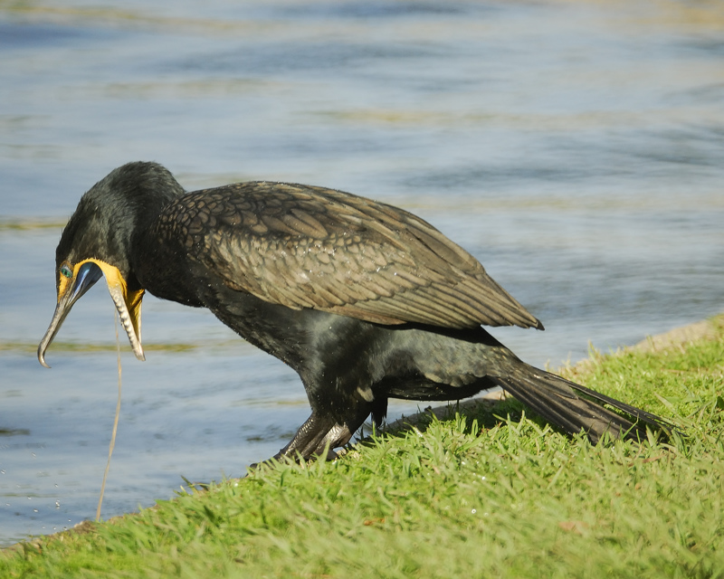 double-crested cormorant BRD3334.jpg