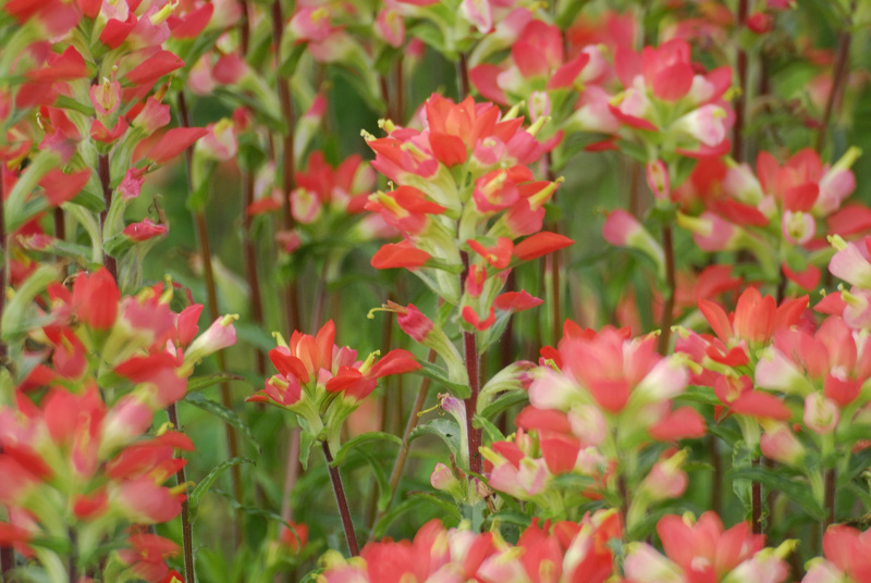 indian paintbrush BRD3381.jpg