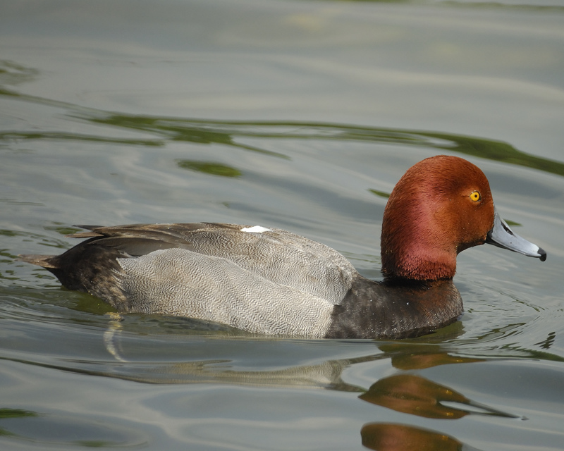 redhead BRD6632.jpg