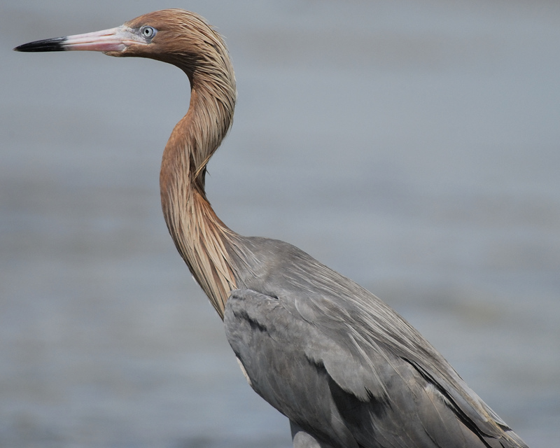 reddish egret BRD5564.jpg