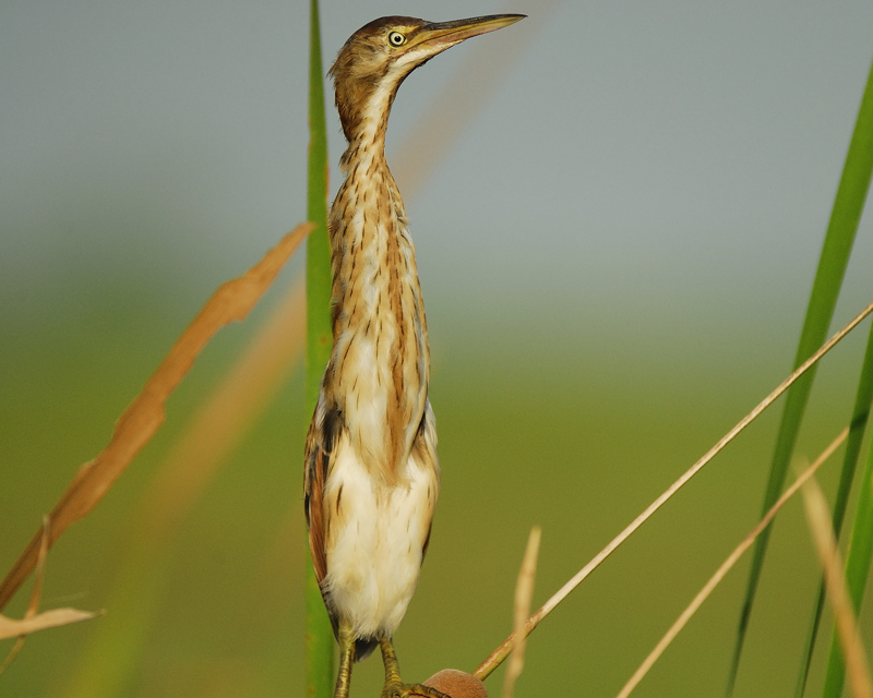 least bittern BRD7402.jpg