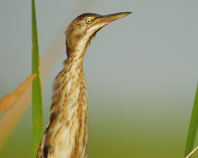 least bittern BRD7407.jpg