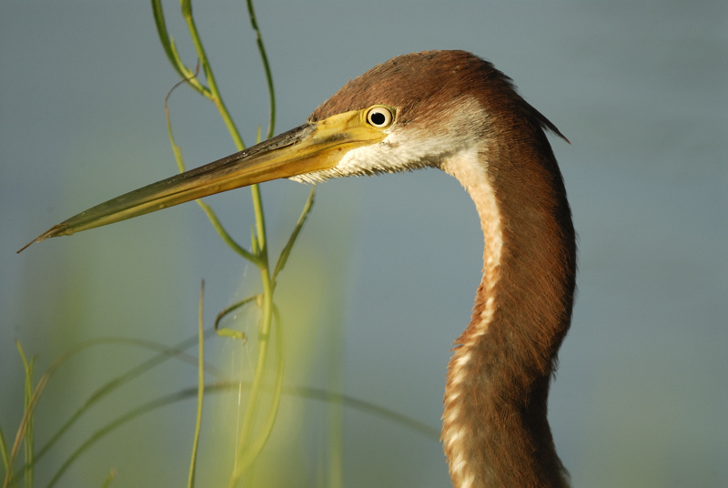 tricolored heron SCO2889.jpg