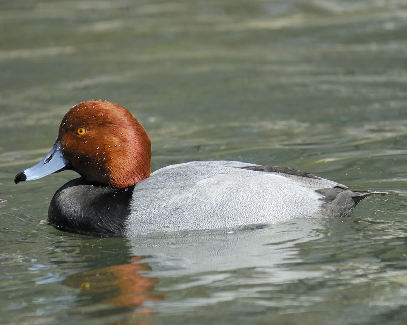 redhead BRD7660.jpg