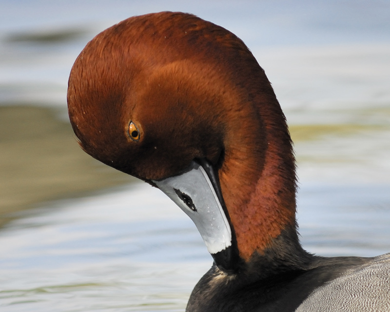 redhead BRD8683.jpg