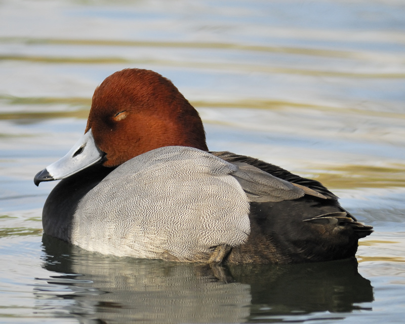 redhead BRD8694.jpg