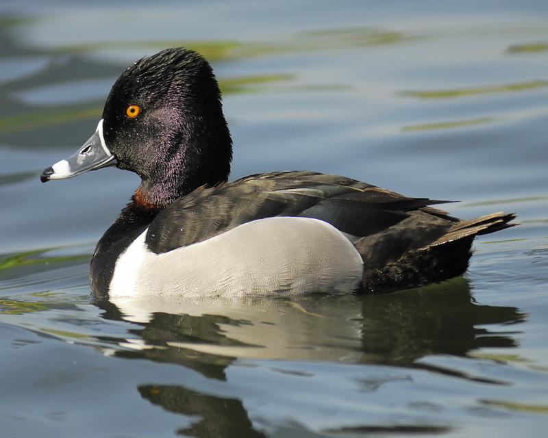 ring-necked duck BRD8809.jpg