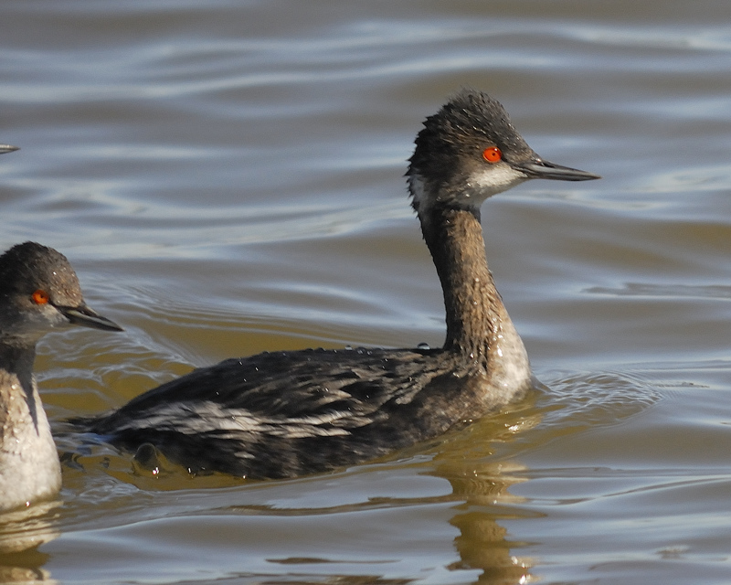 eared grebe BRD0315.jpg