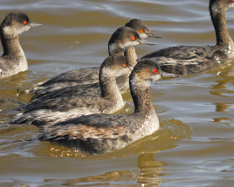 eared grebe BRD0317.jpg