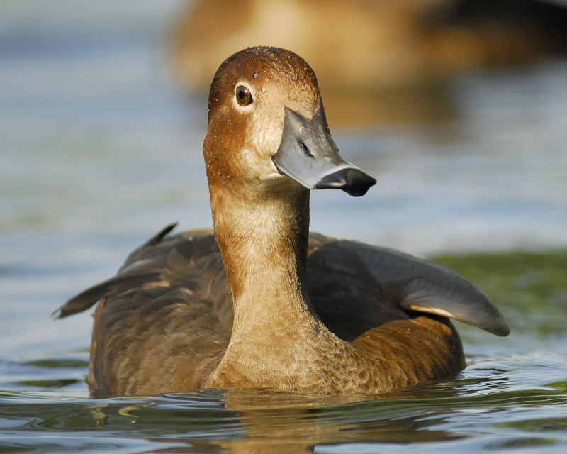 redhead BRD1880.jpg