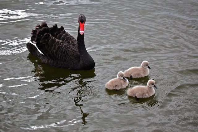 Black Swan 5