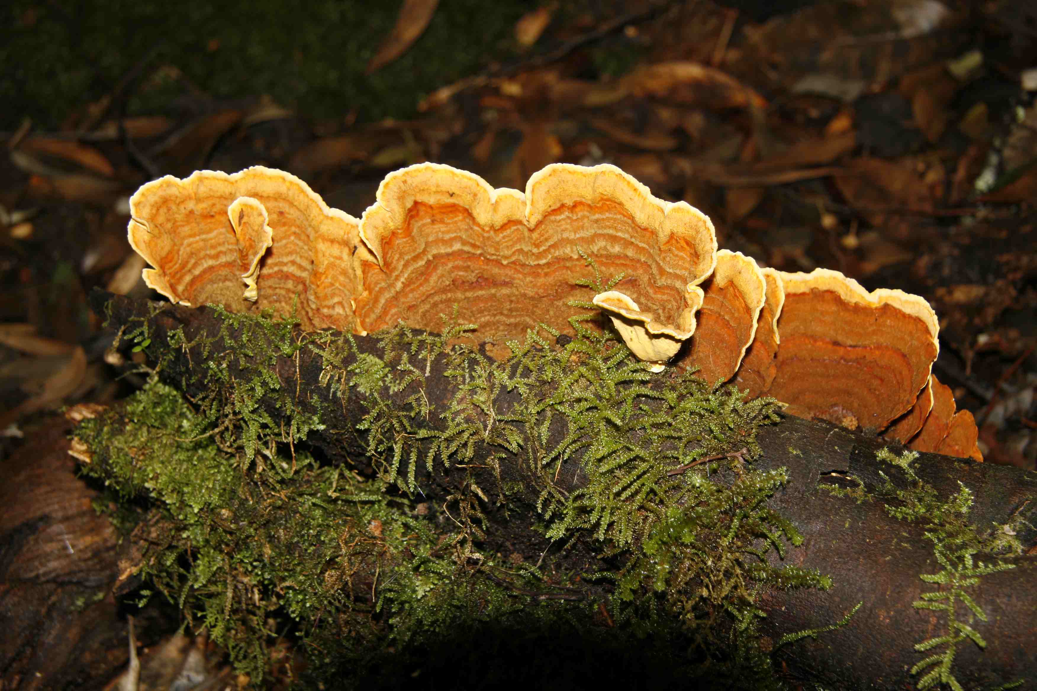 Mt Field National Park Fungi 1
