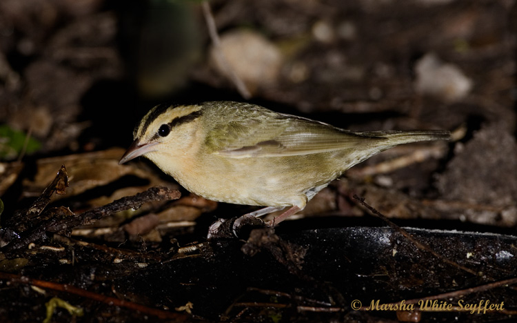 Worm-eating Warbler 7966EW.jpg